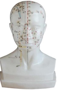 Mô hình châm cứu đầu - kích thước thật (ENXua61t)